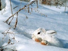 Snow-Bunny-wild-animals-2785485-1024-768